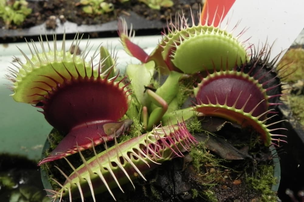 A carnivorous plant show, art exhibitions: 8 Spring-area events to attend throughout May, June