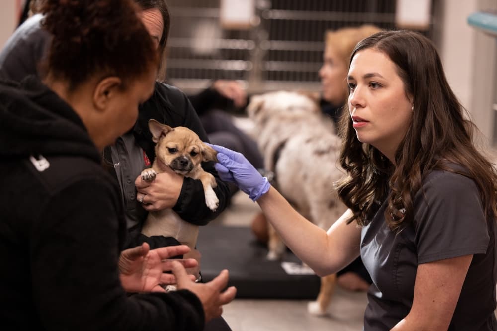 Veterinary Emergency Group to offer 24/7 care for animals, pet owners