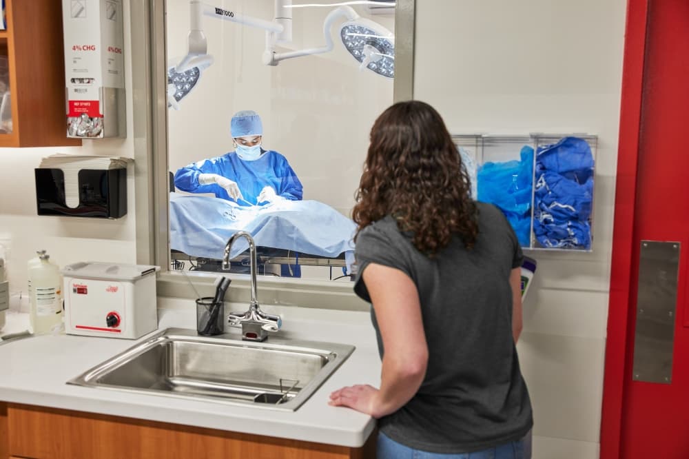 pet owner watching surgery