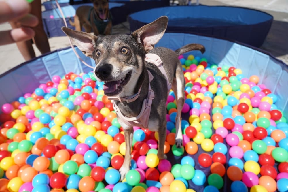 Paws on Broadway to bring 4-legged family fun in Prosper