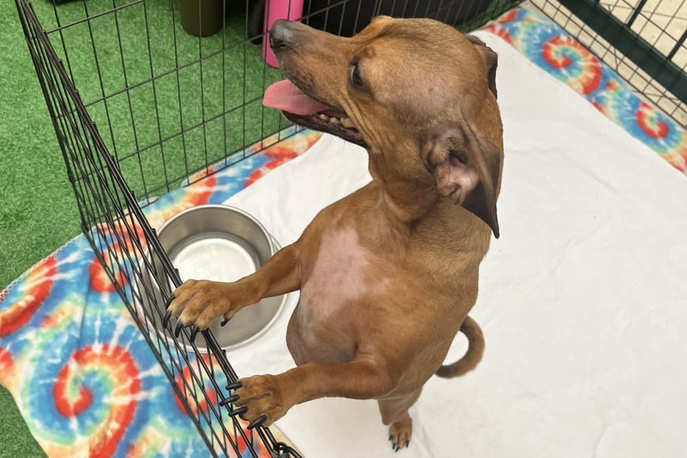 Pet adoption, live music: 5 Spring-area events to attend this weekend, April 26-28