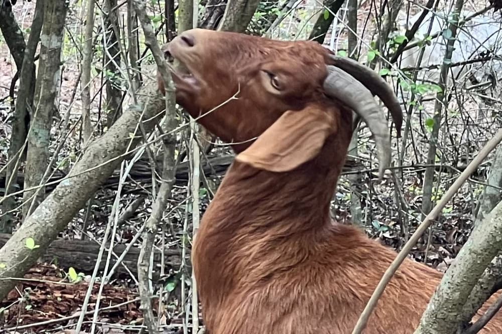 Goat eating tree stump 
