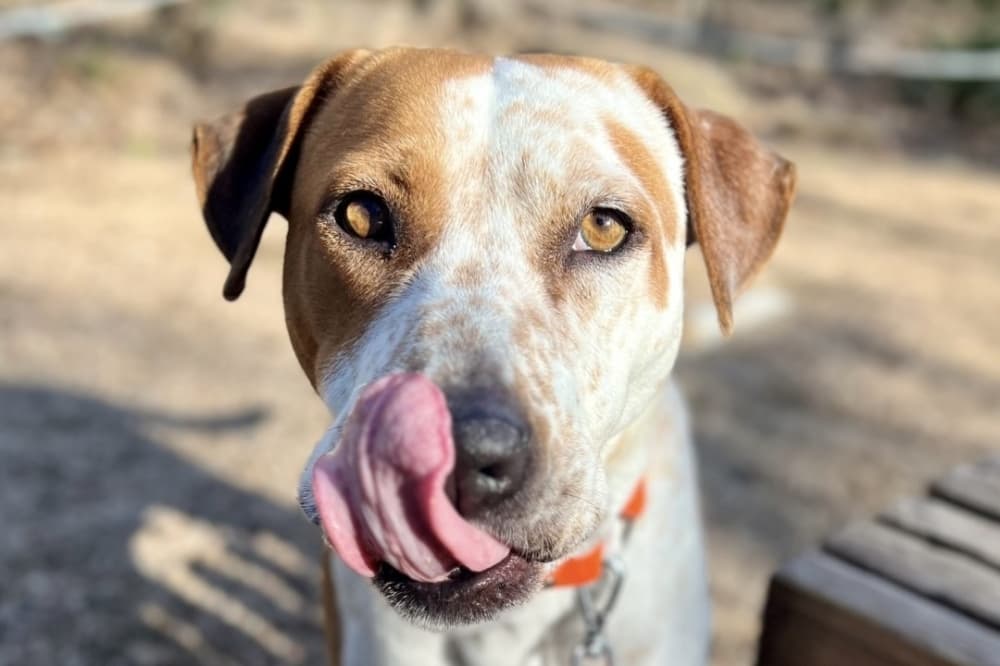 BARC Houston to expand stray animal intake hours every Sunday