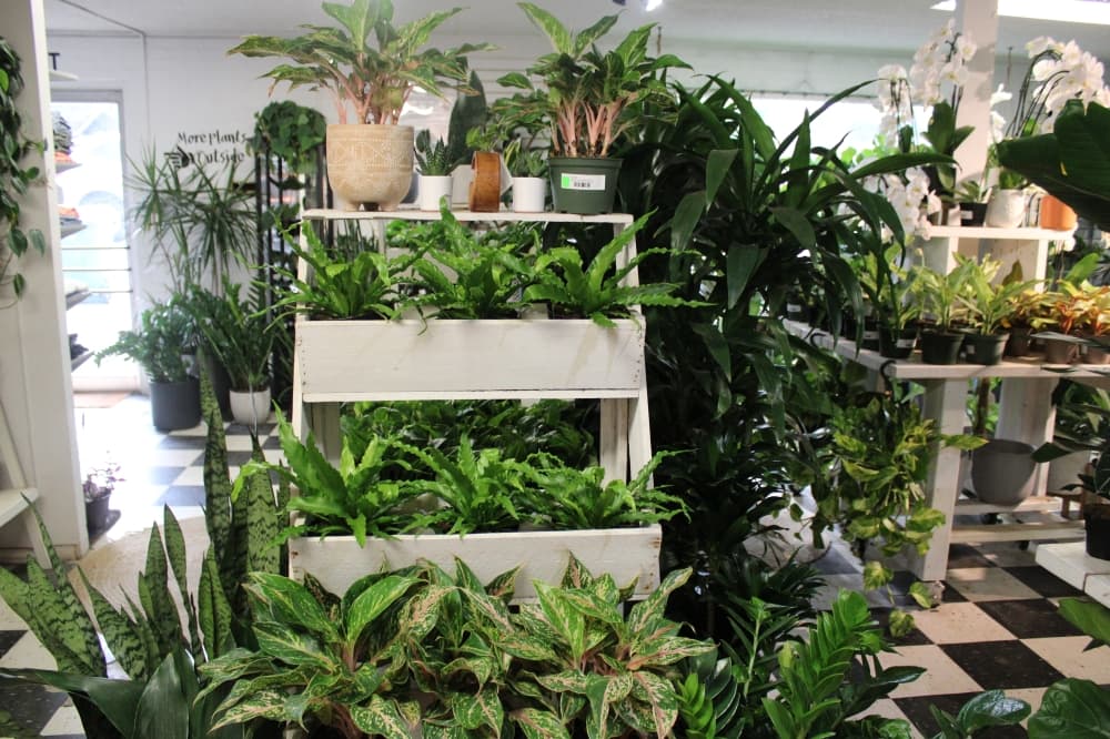 Several plants on display