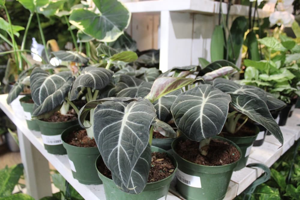 A pictures of plants on a shelf at Famous in Oregon. 