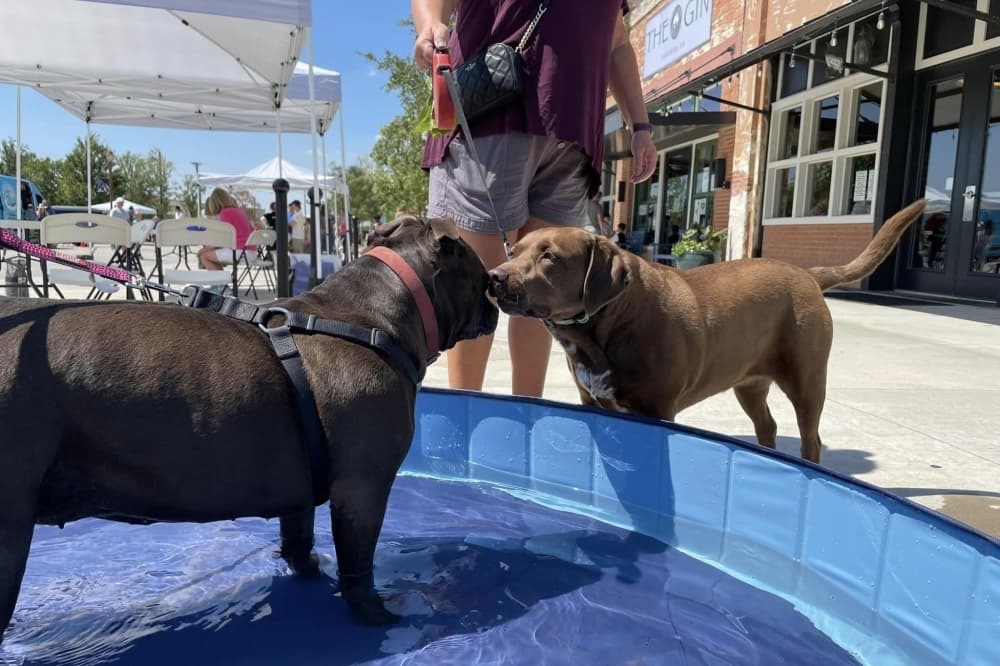 Prosper officials cancel Paws on Broadway event