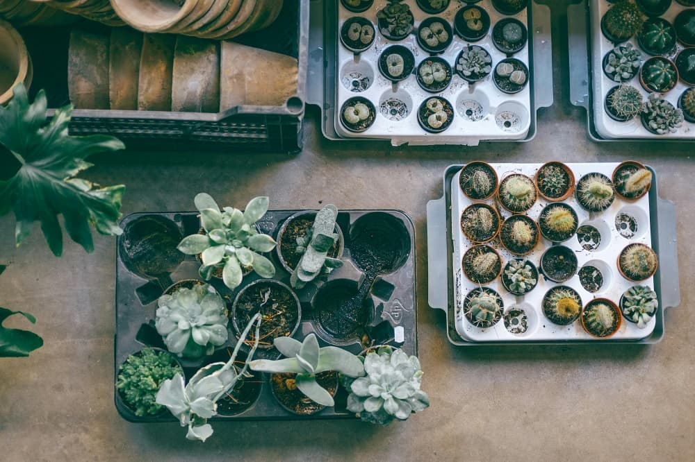 An aerial shot of young plants.