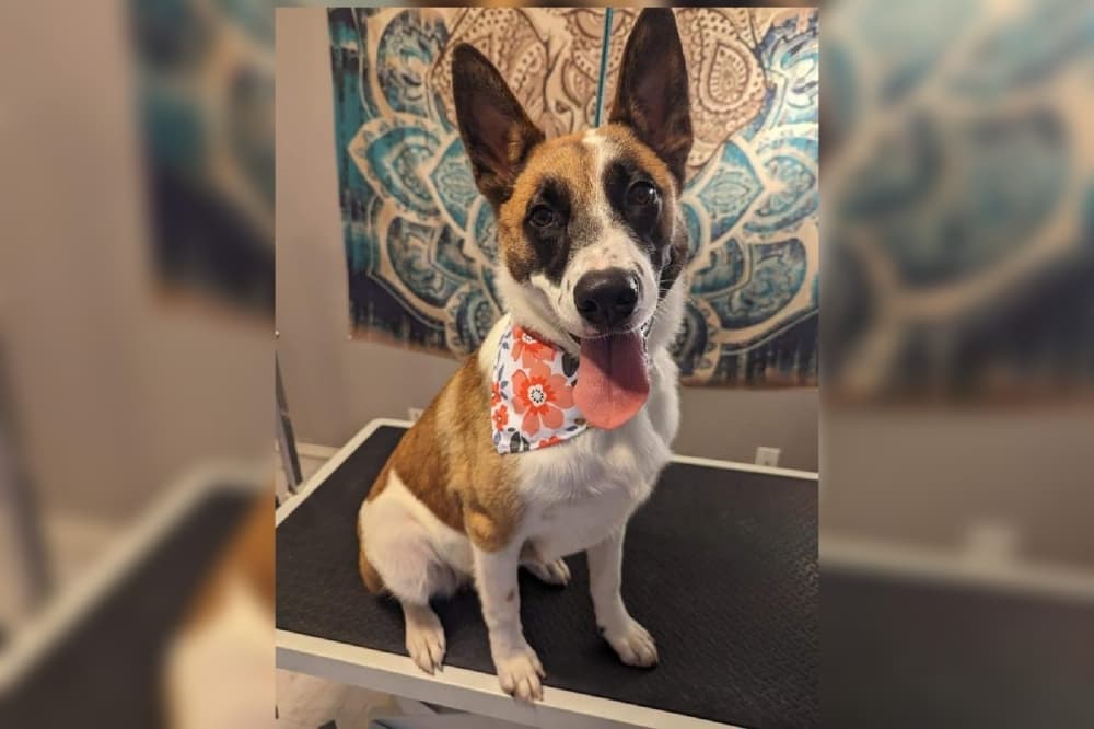 Cibolo Animal Services to have reduced adoption fees through May 15