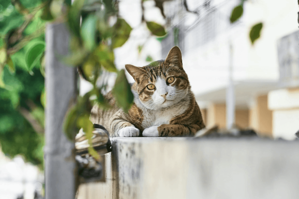 Sugar Land City Council approves of adding dangerous dog fees, establishing community cat program