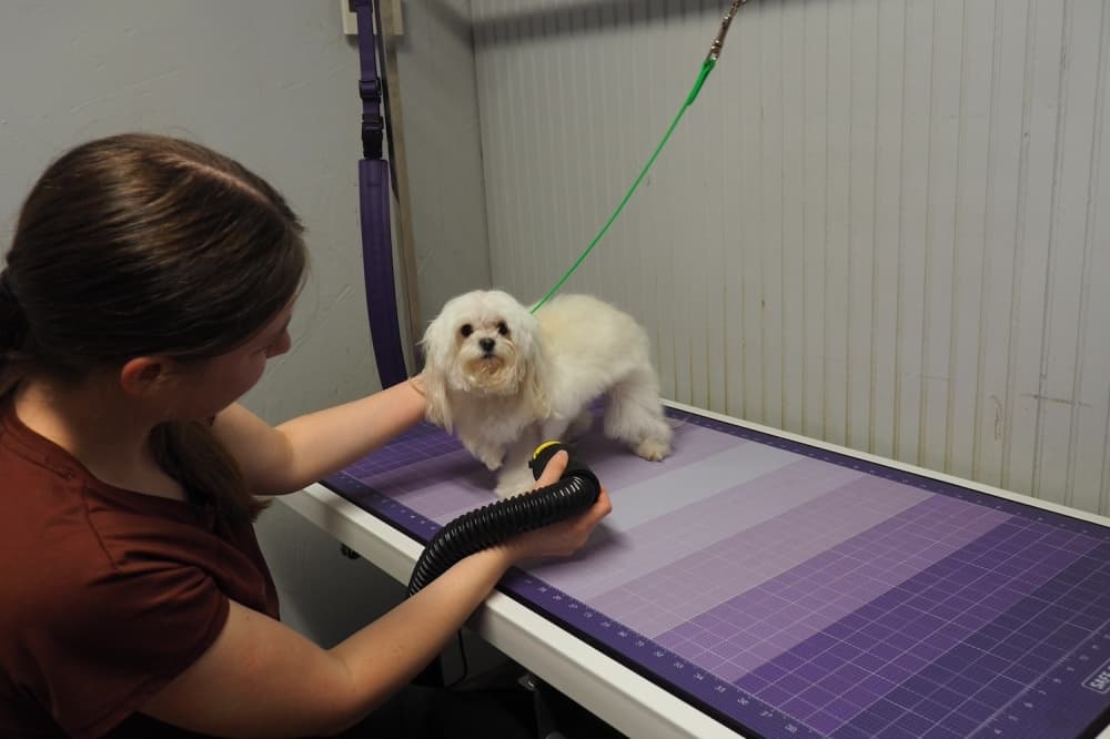 Locally-owned The Paw Spa strives for a positive grooming experience