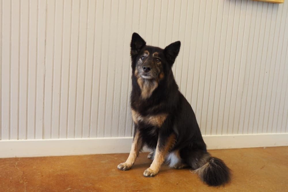 Abby the dog at The Paw Spa grooming shop.