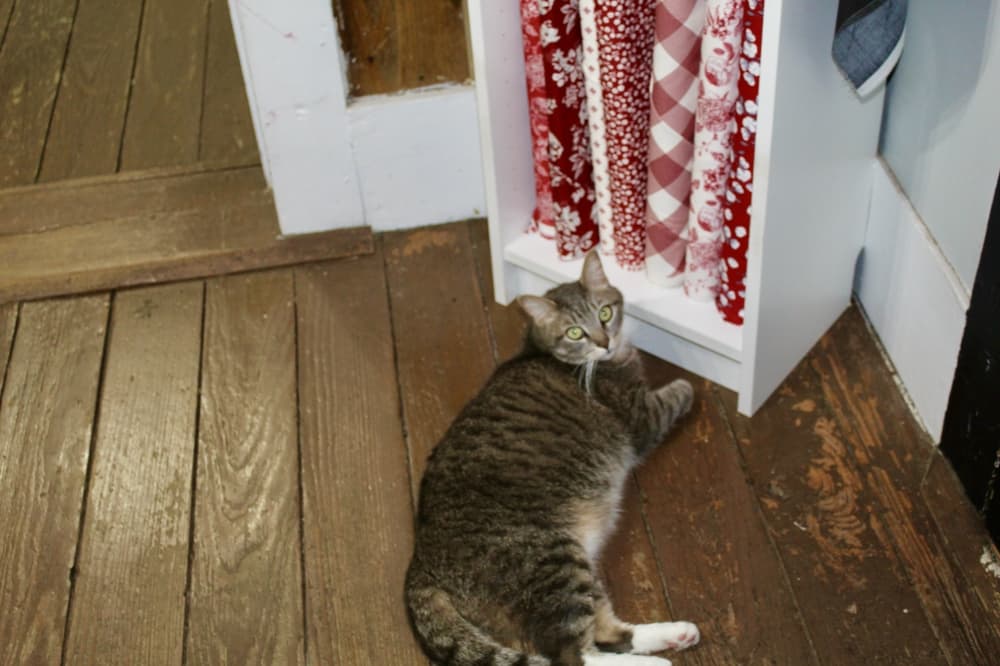 cat and fabric