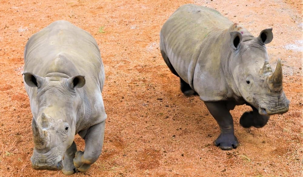 San Antonio Zoo celebrates 110th Birthday May 13