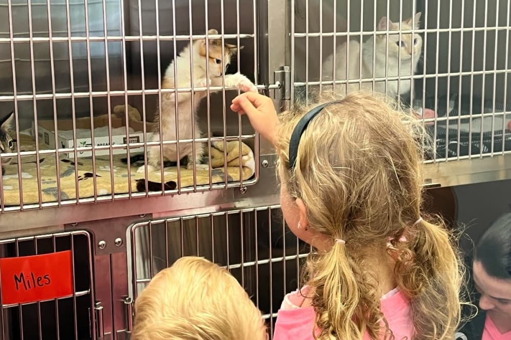 Kittens were up for adoption on May 4 at the grand opening of VO Vets Animal Hospital in Trophy Club. (Cody Thorn/Community Impact)