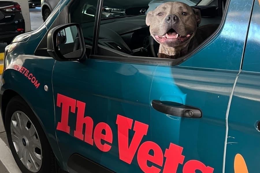 The Vets mobile veterinary service expands to San Antonio