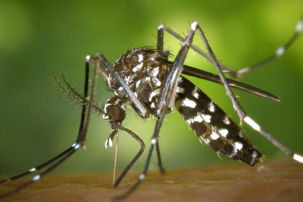 WilCo health district offers tips to prevent mosquito-borne disease