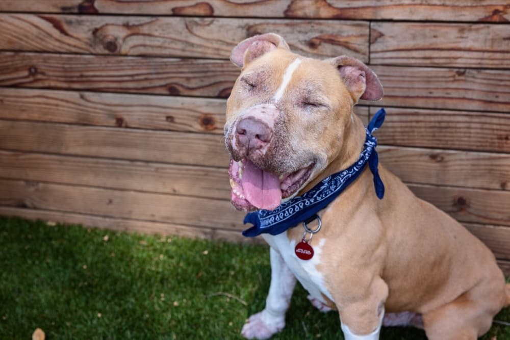 Harris County's pet shelter is over capacity by about 300 animals