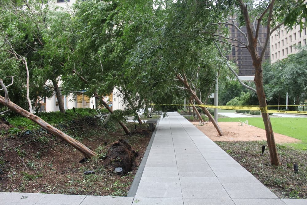 Trees along a pathway off Smith Street were tilted by the wind. (Shawn Arrajj/Community Impact)