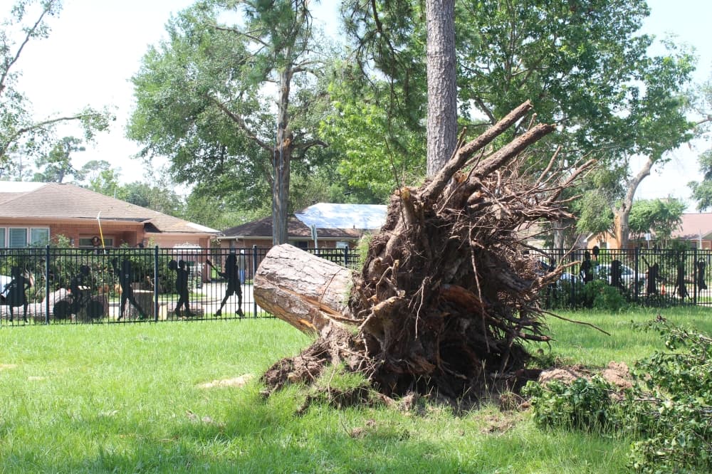 A large tree trunk tilted sideways in a green space