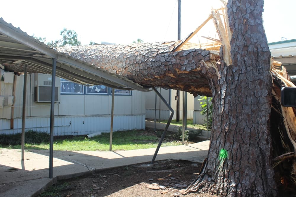 A large tree that has fallen on a building's roof