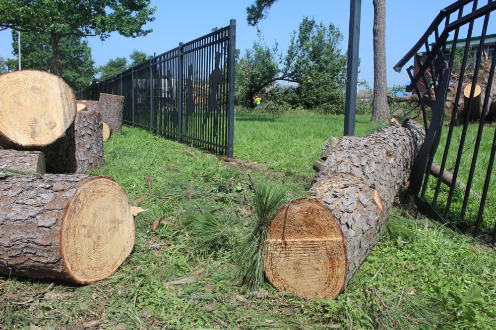 A tree crashed through an iron fence