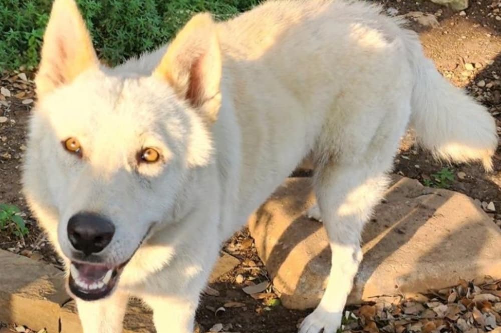 San Antonio-area pet rescue group launches new virtual foster program