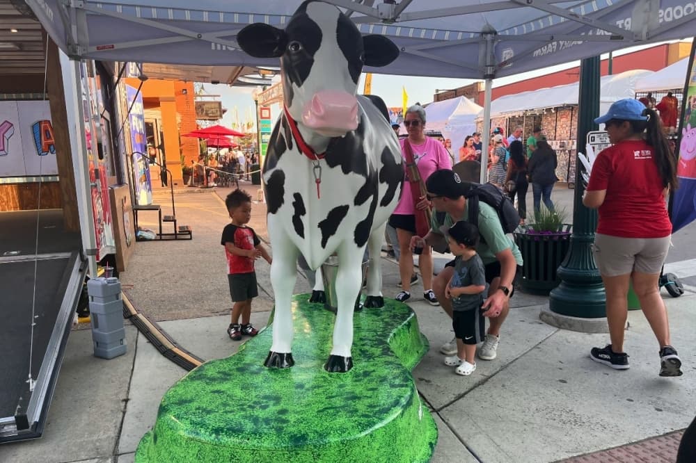 a cow display