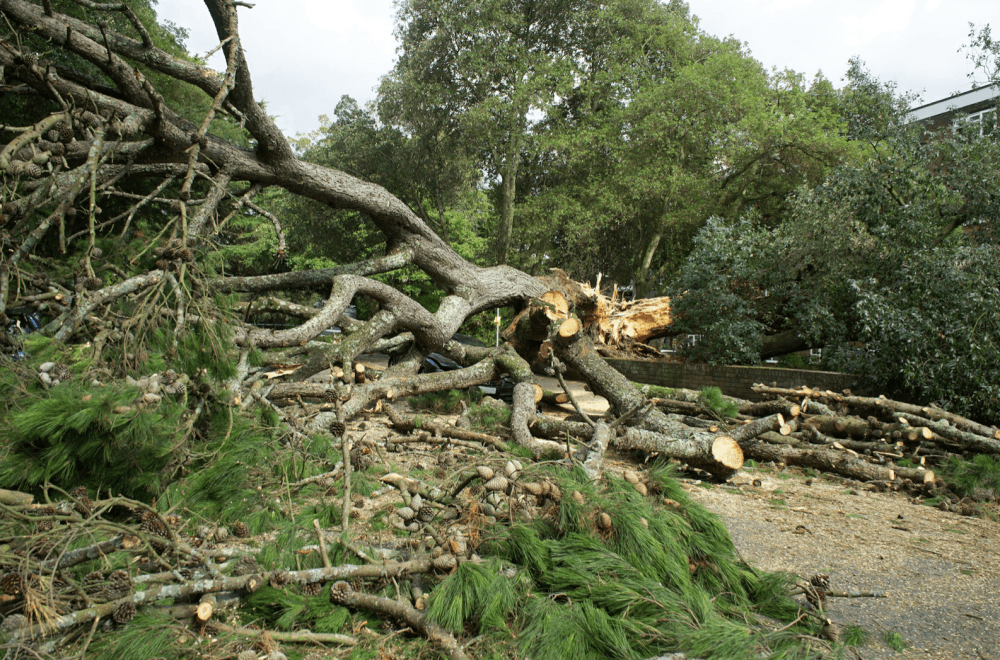 Excess limb pickup underway for Katy residents following May 16 storm