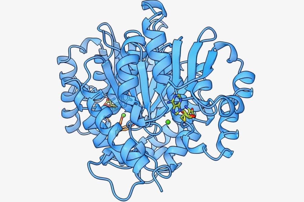 Creating the right instruction manual for the bacteria involves modeling and eventually changing their protein structures. (Courtesy College of Natural Sciences)