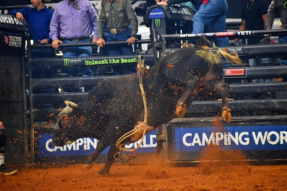 bull kicking dirt