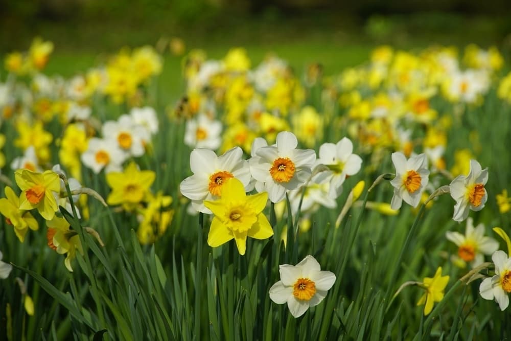 Galantamine is typically manufactured using daffodils. (Courtesy Adobe Stock)
