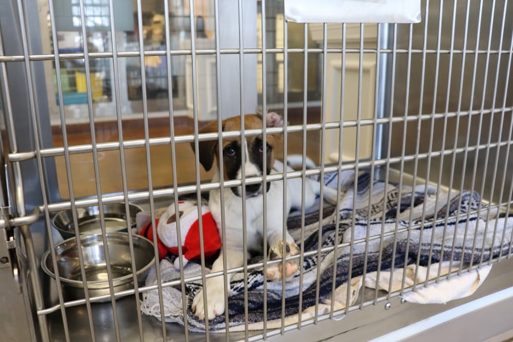 Austin Animal Center 'beyond the crisis point,' further restricts intake