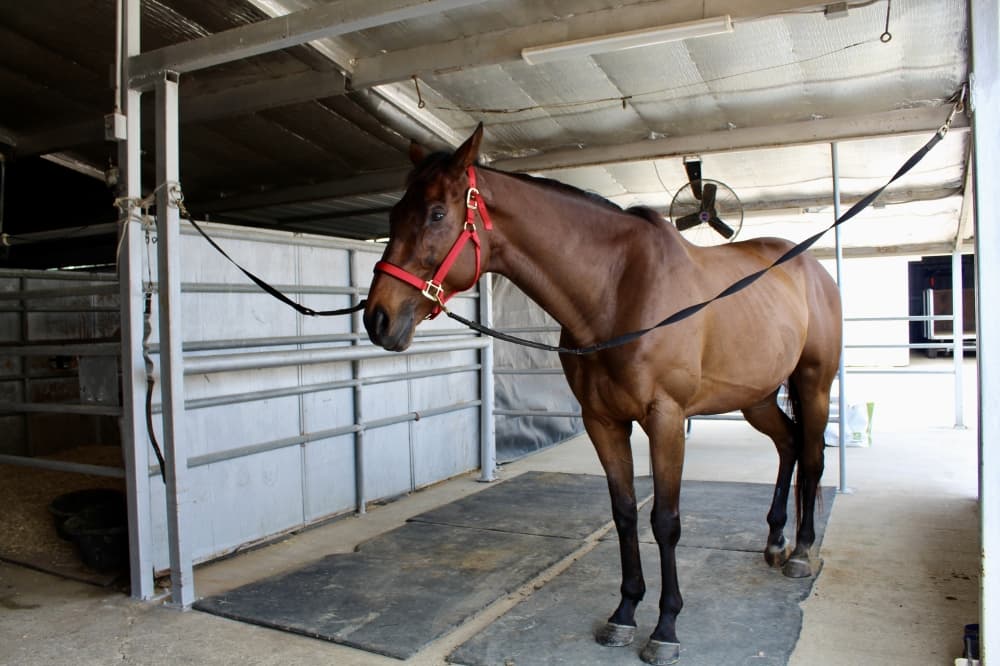 Aldine Westfield Stables marks 30 years of horse boarding in Spring
