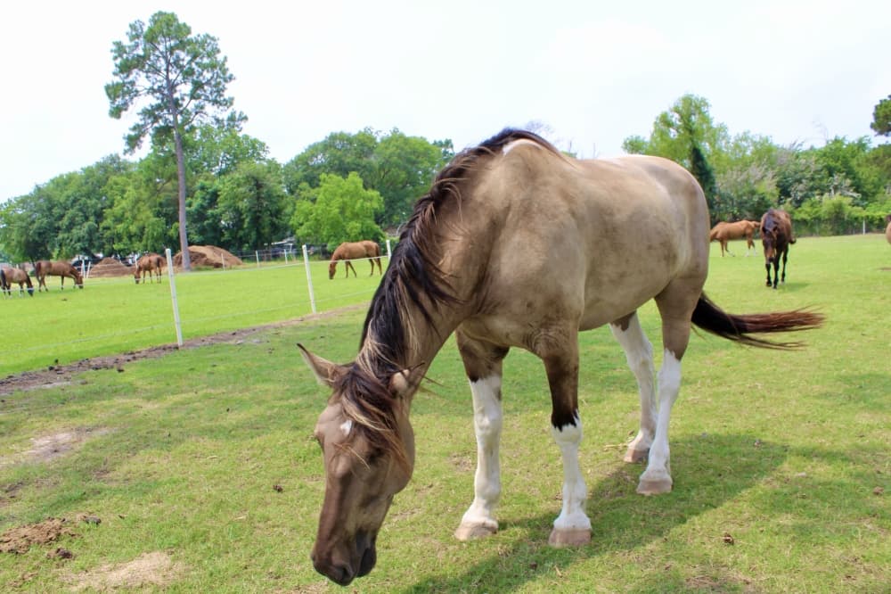 horse 