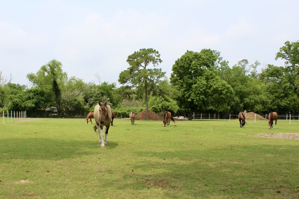 horses on grass pastures