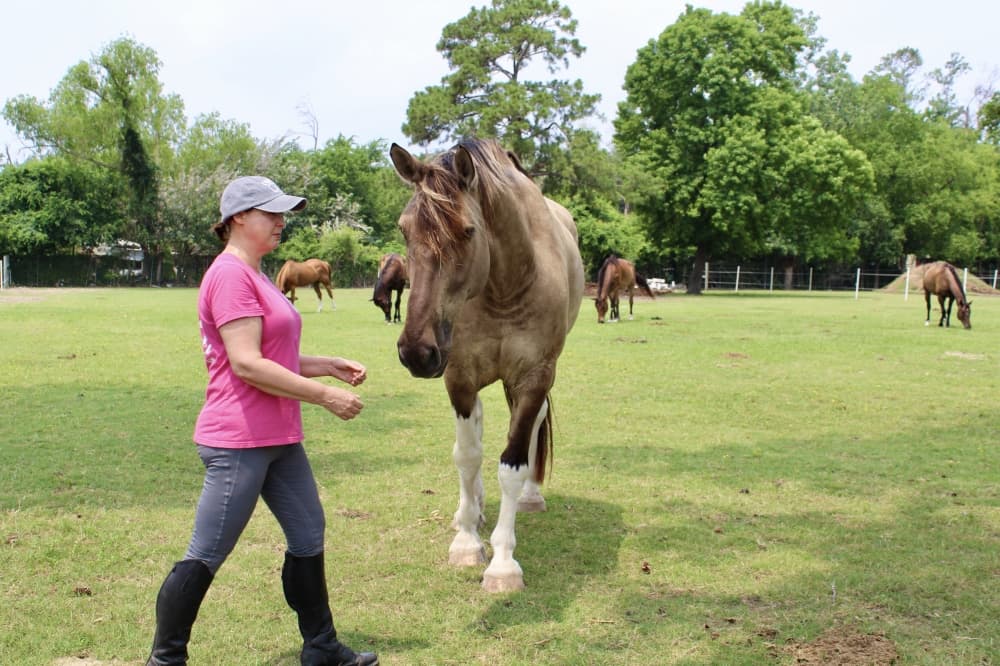 horse with care taker