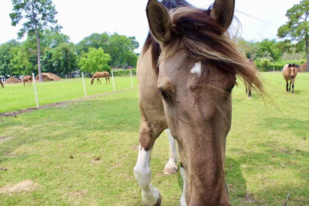 horse up close