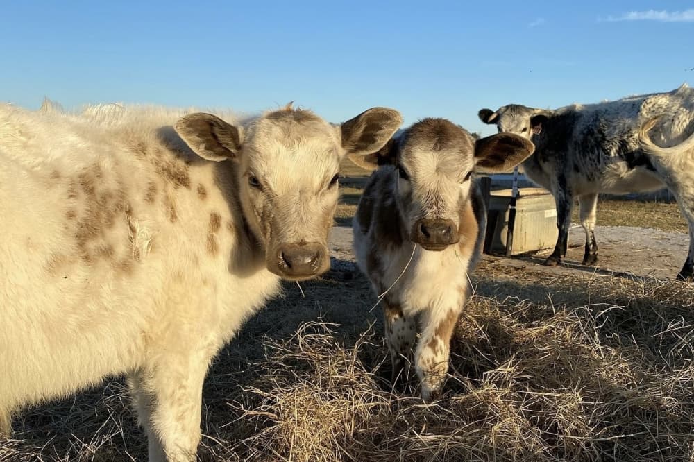 Cows standing in a field.