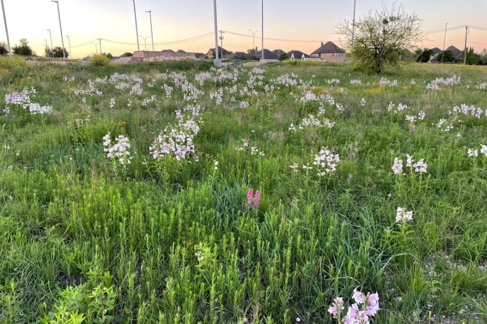 spring bloom from prescribed burn