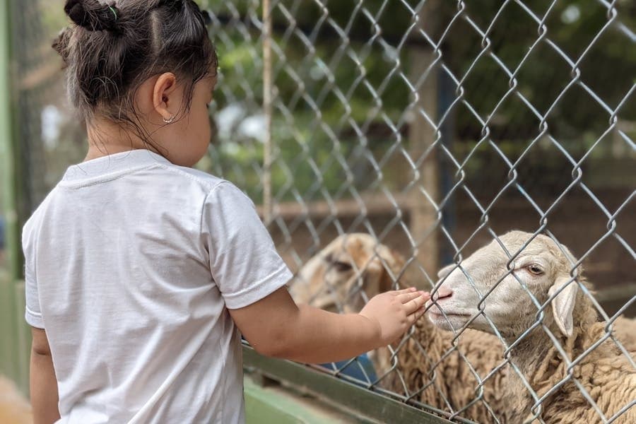 Wild Things Zoofari, outdoor movie night: 5 Spring-area events to attend this weekend, June 7-9