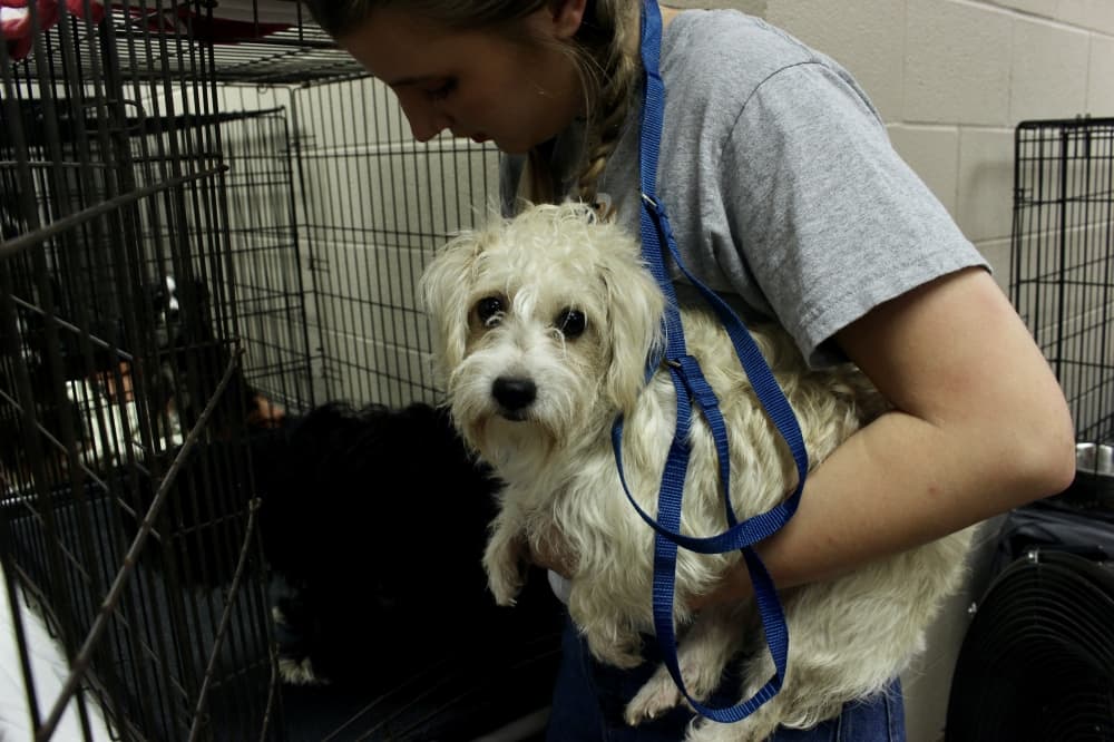 Collin County Animal Shelter faces difficult choices due to overcrowding