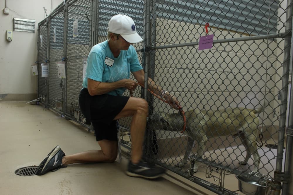 A woman petting a dog in their crate. 