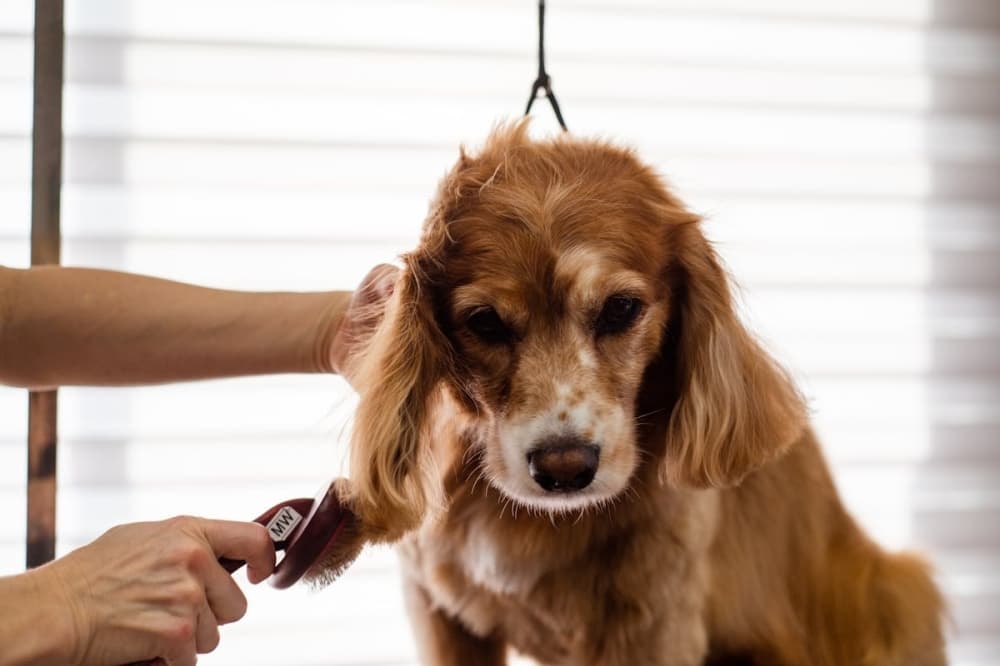 Top Dog Grooming in Magnolia now open