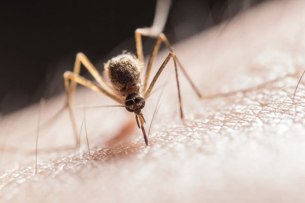 Flower Mound reports first human case of West Nile virus in 2024