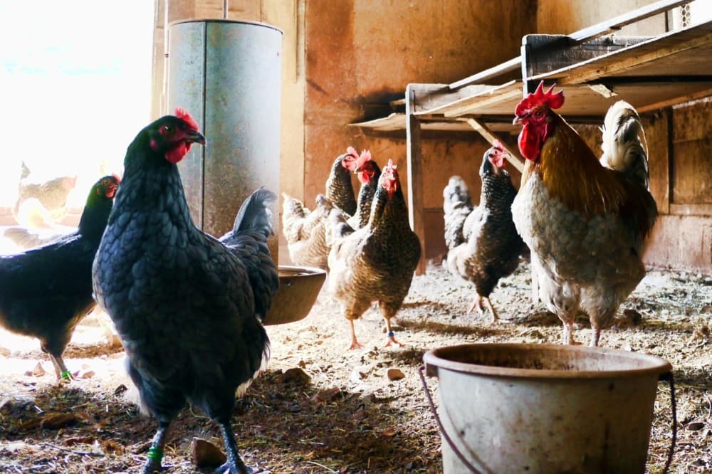 Traces of Bird Flu found in Austin wastewater, low risk to public