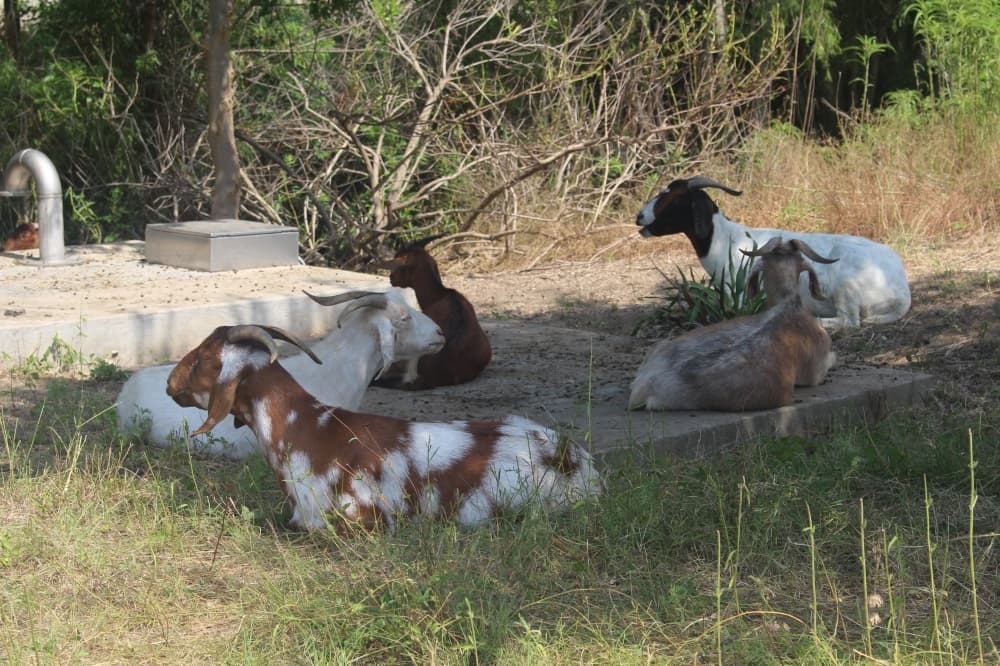 During the hottest hours of the day, the goats may decide to take a break. (Kameryn Griesser/Community Impact)