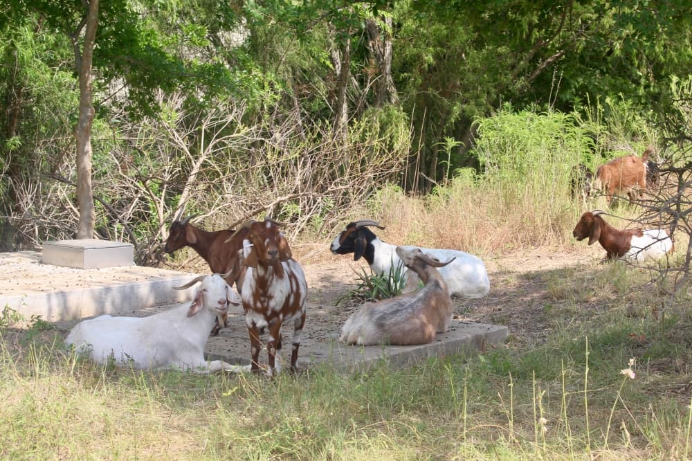 Bee Cave employs goats to landscape Central Park