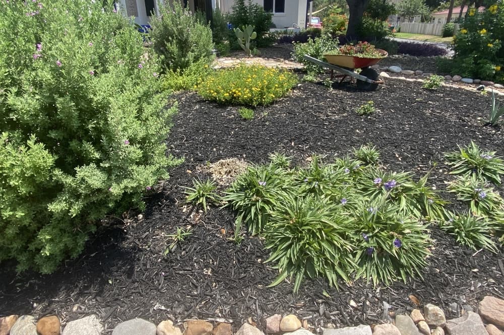 Georgetown City Council discusses revising decade-old landscaping ordinances
