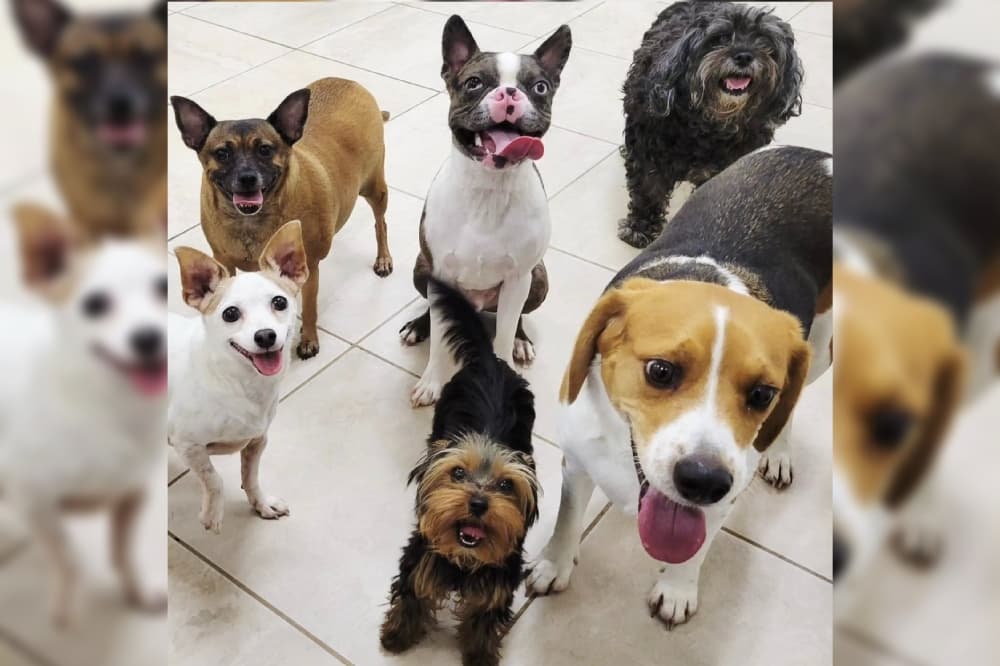 Hounds Town offers dog day care near Live Oak