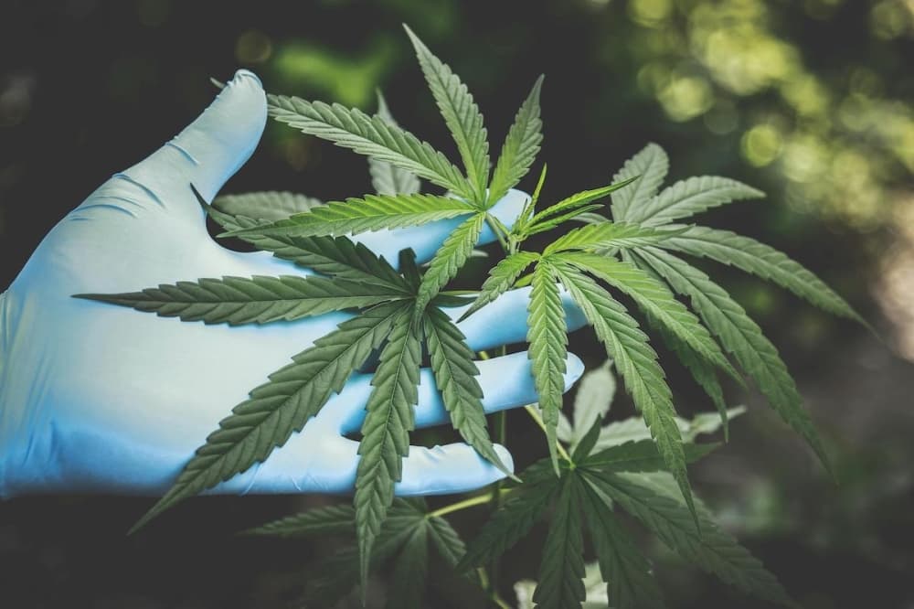 Happy Hemp Co. opens dispensary in Cedar Park